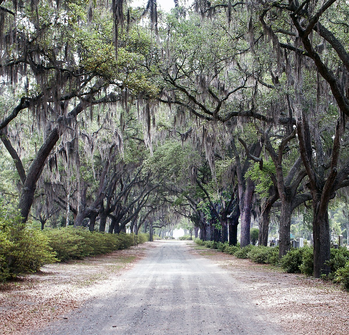 Road lined with live oak trees draped in Spanish moss in Savannah Georgia near I-95 Exit 99